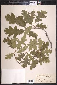 Quercus gambelii var. gambelii image