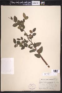 Ulmus crassifolia image