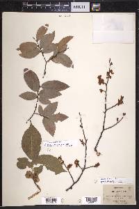 Ulmus alata image