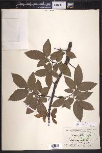 Ulmus alata image