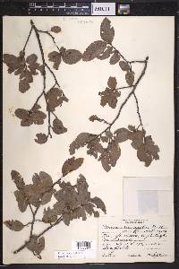 Ulmus crassifolia image