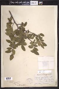 Ulmus crassifolia image