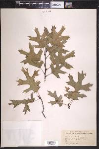 Quercus texana image