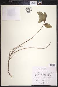 Ulmus parvifolia image