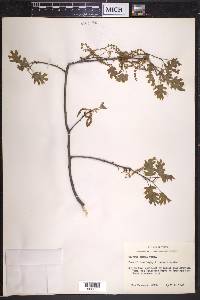 Quercus texana image