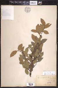 Ulmus alata image