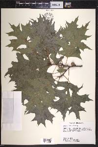 Quercus texana image