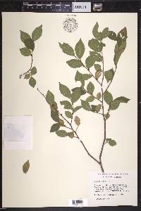 Ulmus pumila image