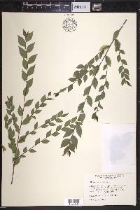 Ulmus pumila image