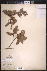 Ulmus crassifolia image