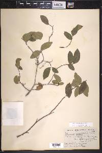 Ulmus crassifolia image