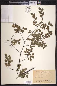 Nothofagus cliffortioides image