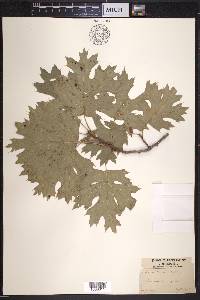 Quercus texana image