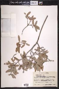 Quercus toumeyi image