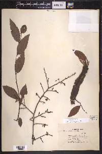 Ulmus alata image