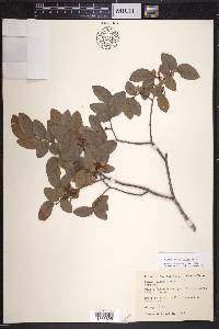 Ulmus crassifolia image