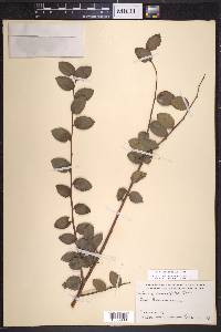 Ulmus crassifolia image