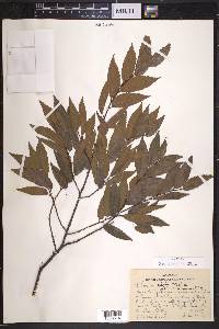 Ulmus alata image