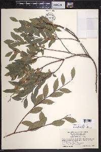 Ulmus parvifolia image