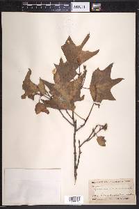 Quercus texana image