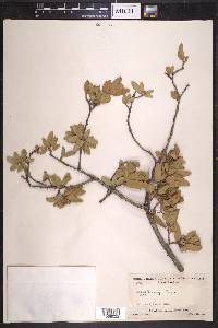 Quercus toumeyi image