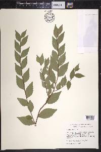 Ulmus pumila image