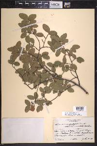 Ulmus crassifolia image