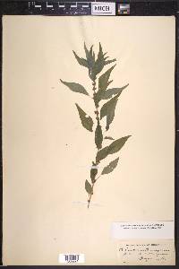 Parietaria pensylvanica image