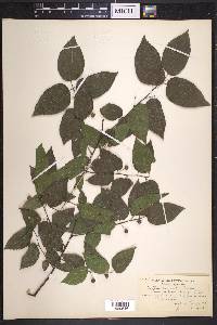 Celtis tenuifolia image