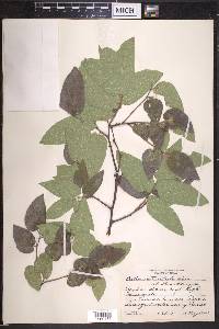 Celtis reticulata image