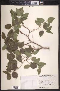 Celtis reticulata image