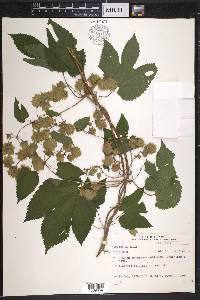 Humulus lupulus image