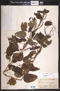 Image Associated With the Occurence