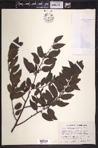 Trema lamarckiana image