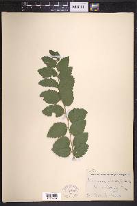 Celtis pallida image