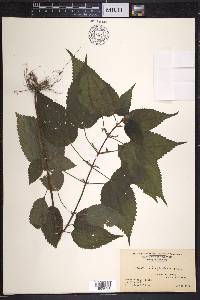 Image Associated With the Occurence