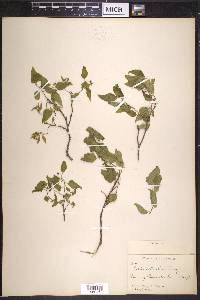 Celtis reticulata image