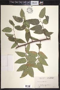 Celtis laevigata var. reticulata image