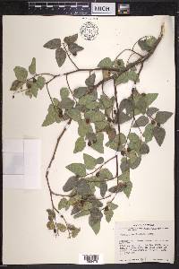 Celtis reticulata image