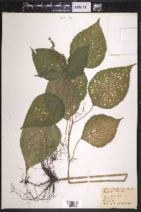 Laportea canadensis image
