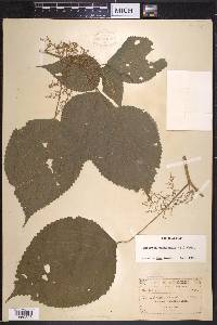 Laportea canadensis image