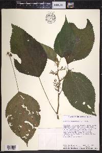 Laportea canadensis image