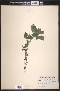 Hesperocnide tenella image