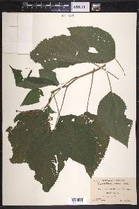 Laportea canadensis image