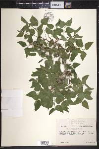 Celtis laevigata var. reticulata image