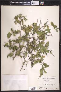 Celtis pallida image