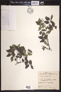 Celtis reticulata image