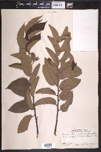 Trema micrantha image