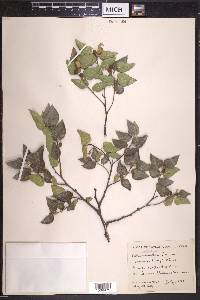 Celtis reticulata image