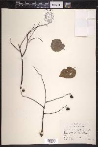 Celtis tenuifolia image